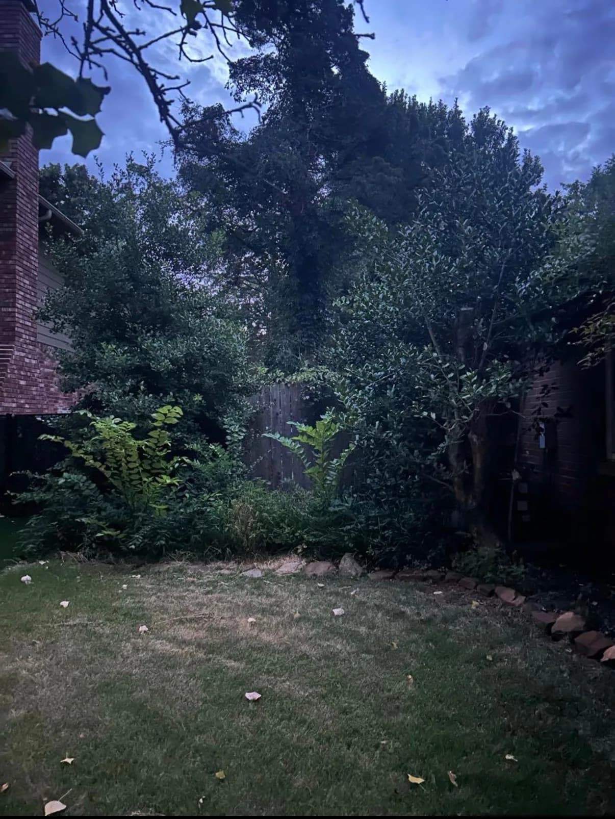 Backyard lawn at dusk.